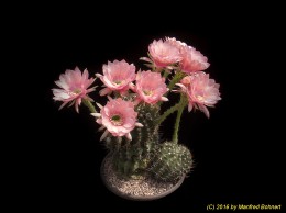 Lobivia cardenasianum 1629